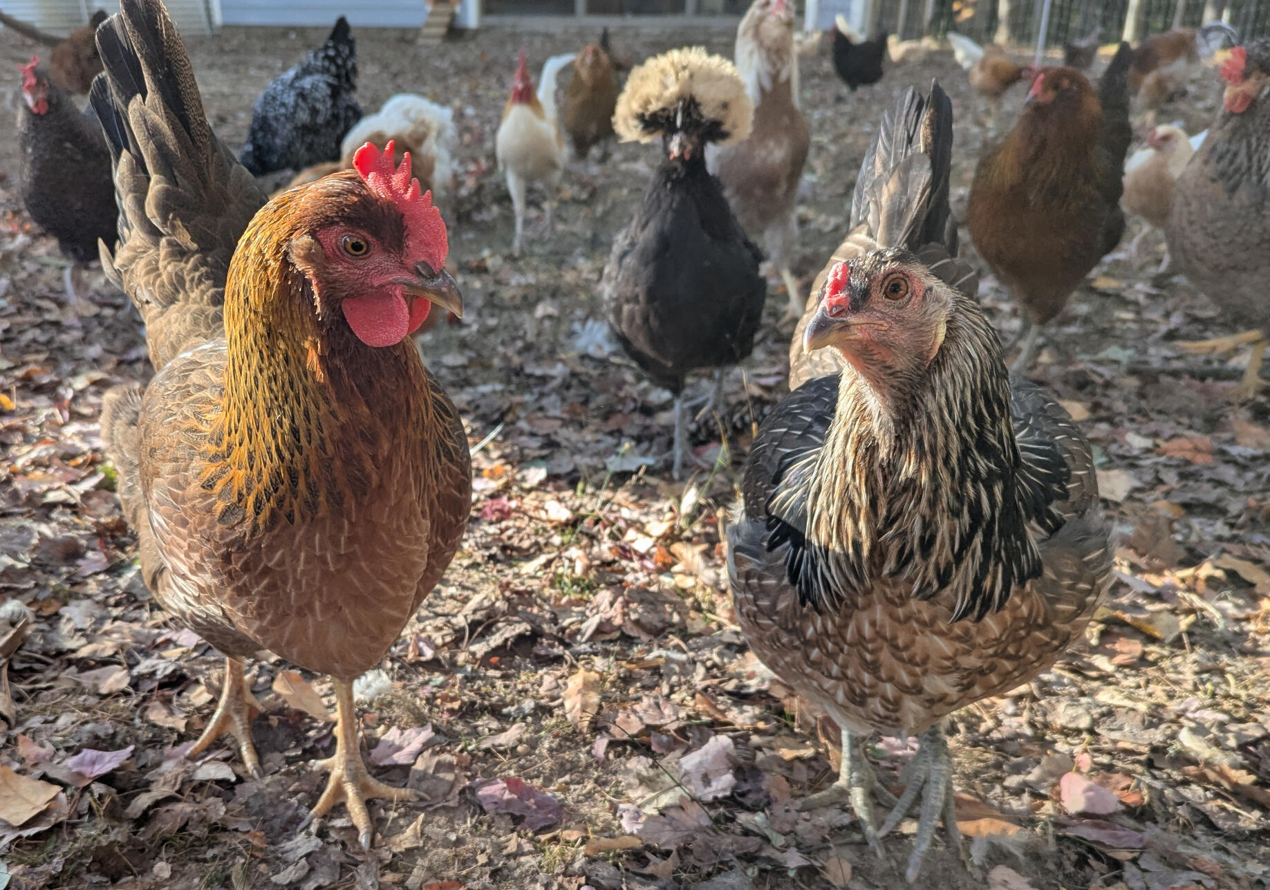 Hens A variety of laying hens scratching and pecking in their run