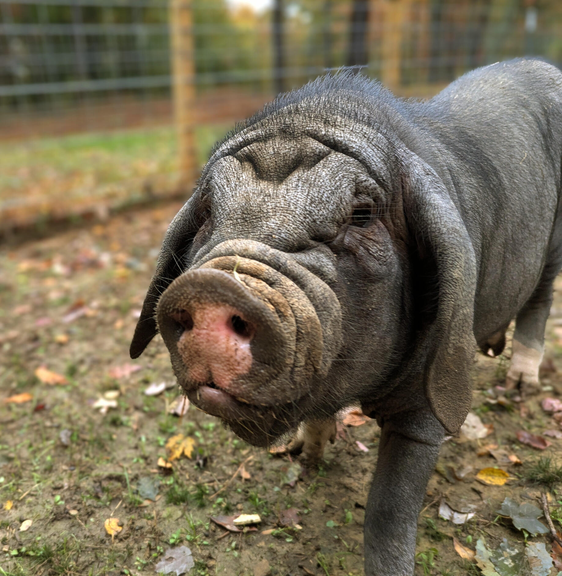 Meishan A adult male Meishan pig foraging in his pen